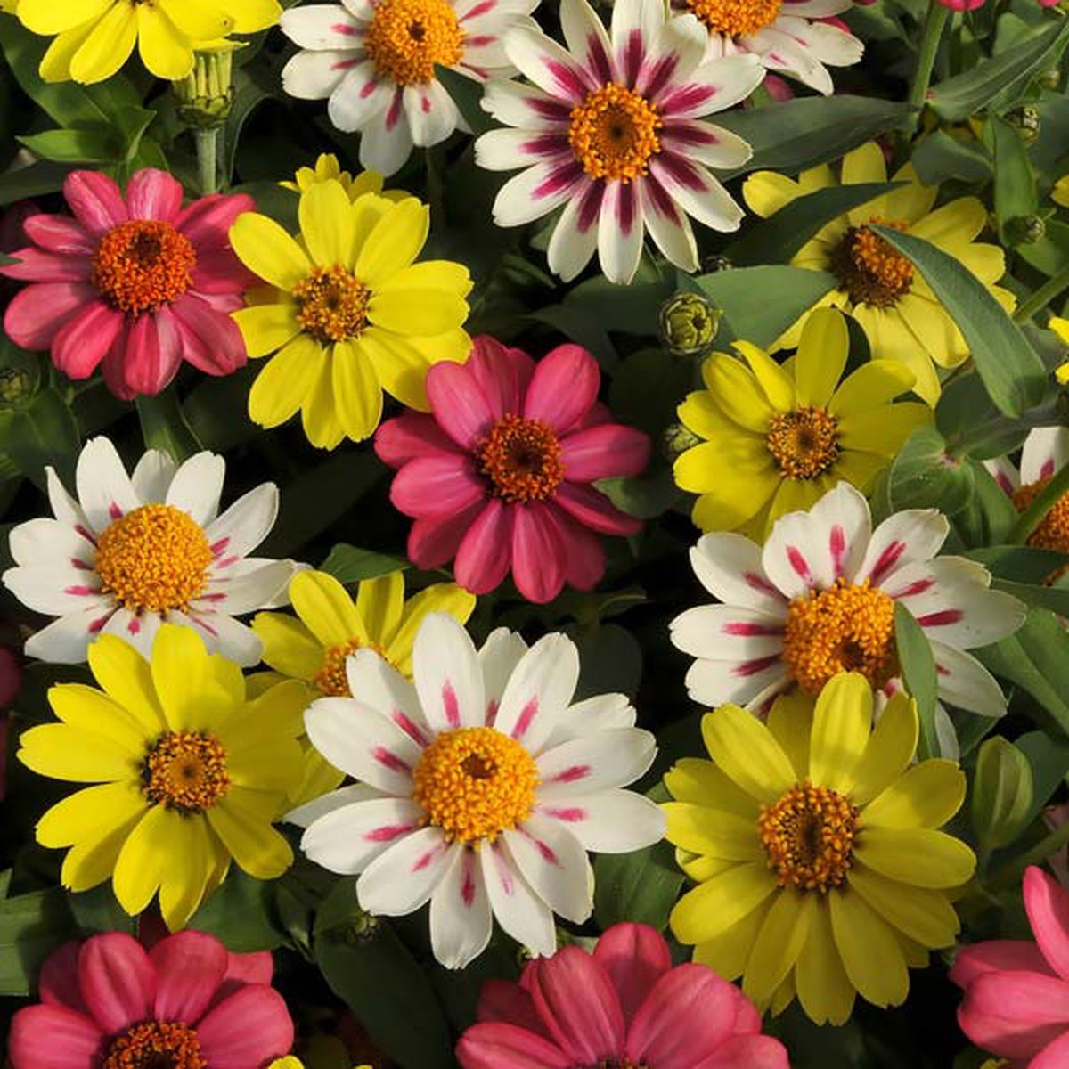 Set of 10 Best Vegetable and Flower Seeds for Kitchen Garden
