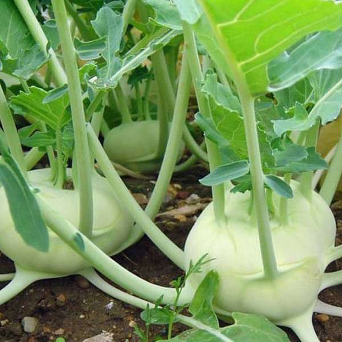 Set of 40 Best Vegetable and Flower Seeds for Kitchen Garden