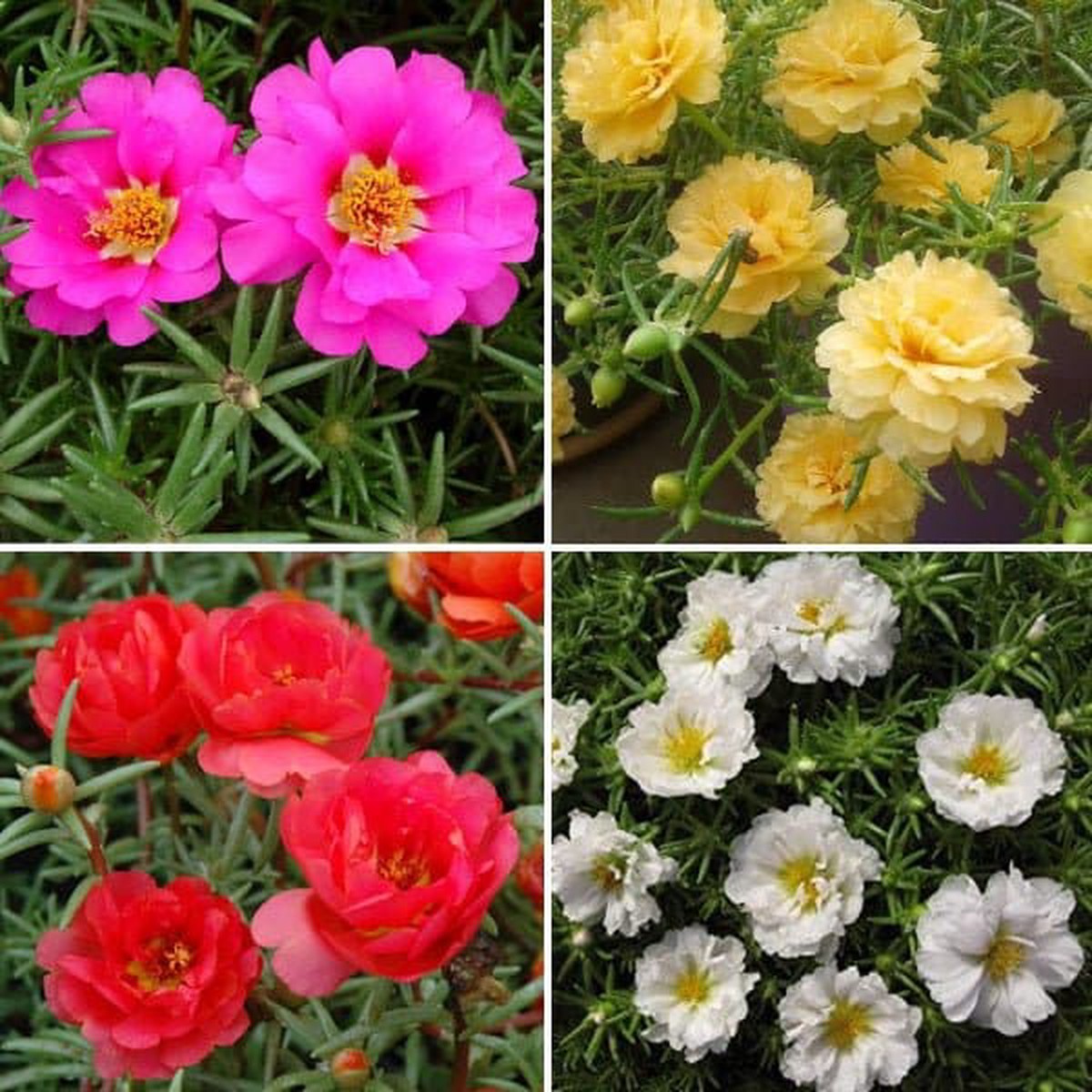Hot Sale Portulaca Garden Pack (4 Plants + 4 Black Pots)