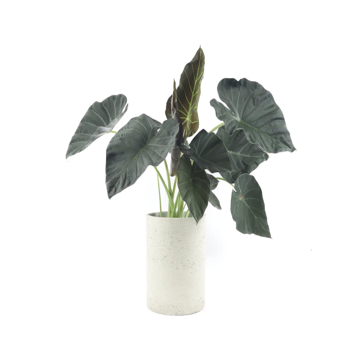 Alocasia 'Regal Shield'