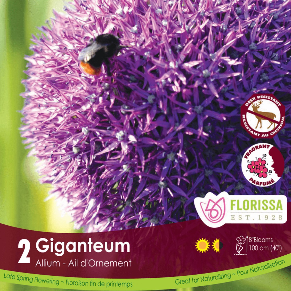 Allium - Giganteum, BONUS 2 Pack