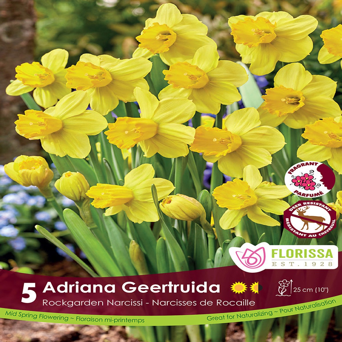Narcissus - Adriana Geertuida, 5 Pack